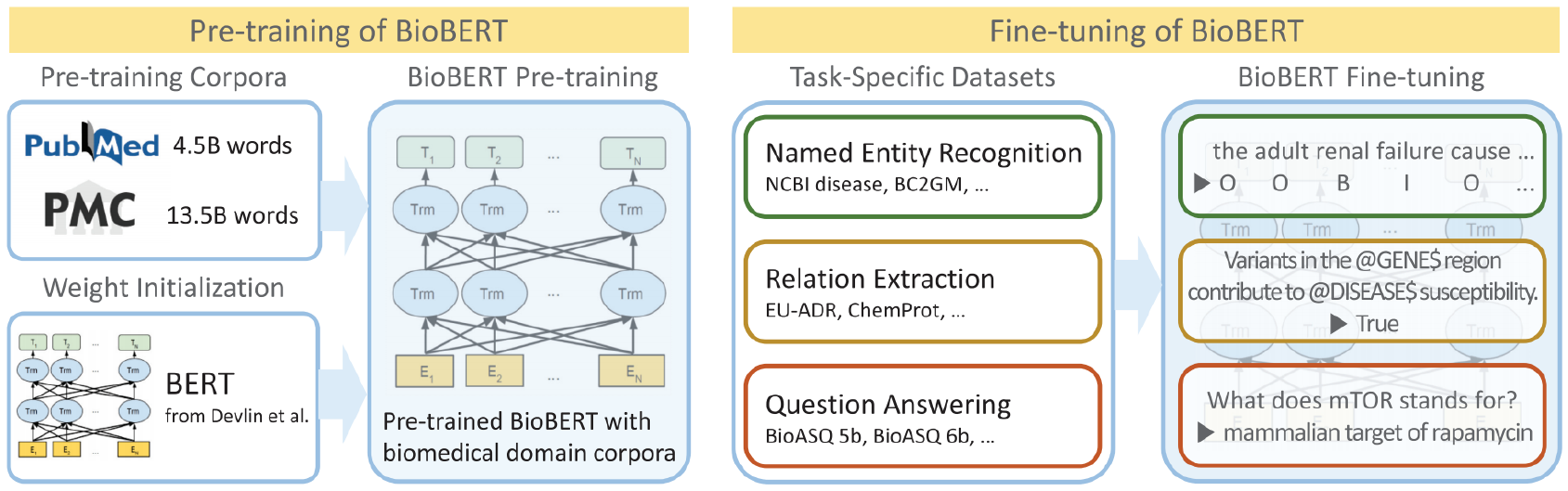 BioBERT pipeline: BERT weight initialization and PubMed/PMC corpora feed biomedical pretraining, followed by named-entity, relation-extraction and question-answering fine-tuning.