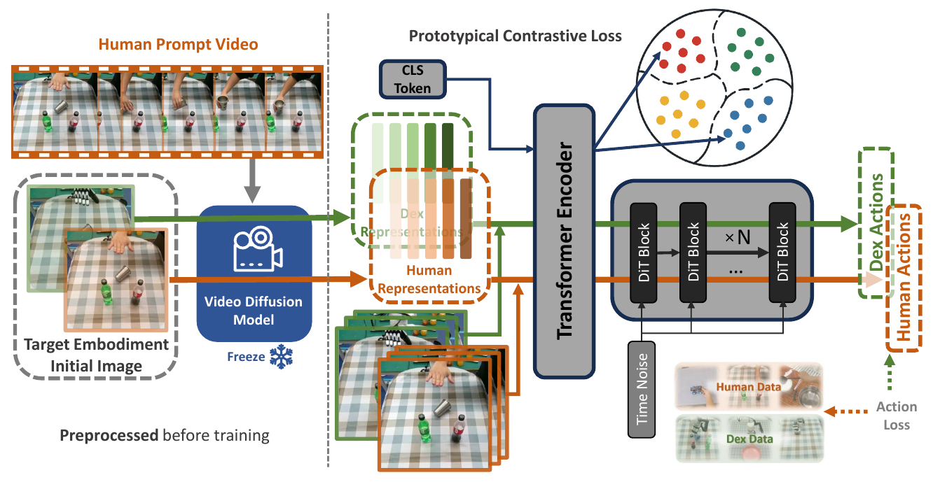 A frozen video diffusion model supplies human and dexterous representations to a transformer encoder and DiT action denoiser; a CLS token feeds prototype losses and human/robot data supervise action loss.