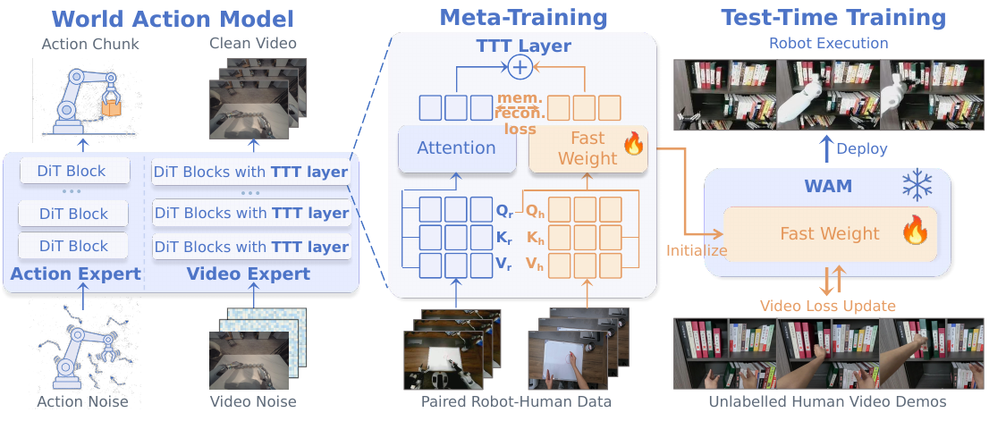 Three-part pipeline: coupled action/video diffusion experts, a TTT residual with robot and human token projections, and deployment human videos updating fast weights inside a frozen WAM.