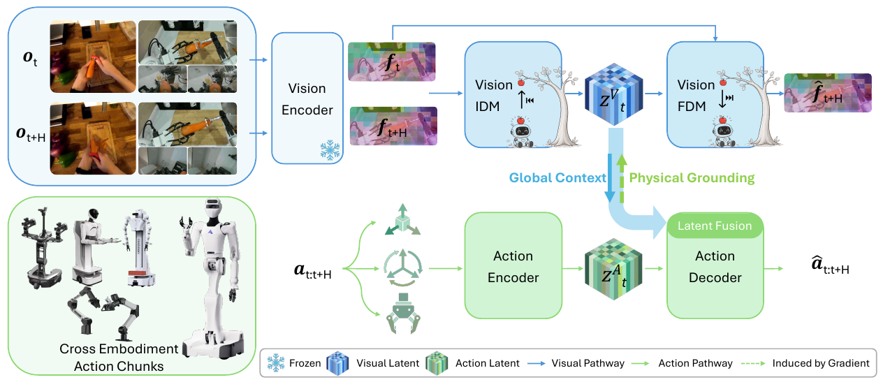 Two training branches: frozen visual features enter a vision inverse/forward dynamics pathway; action chunks enter an action encoder and decoder. Visual latents supply global context to action reconstruction, with gradient feedback toward the visual representation.