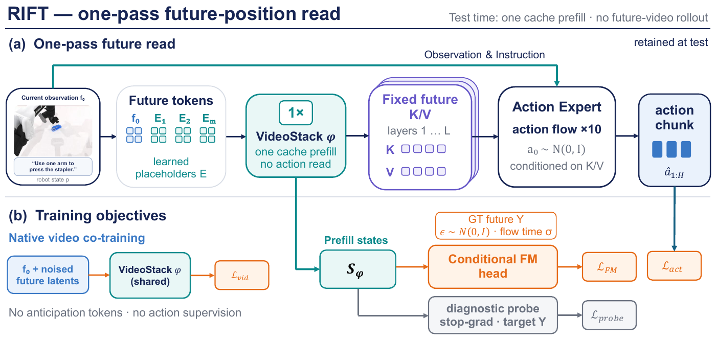 A one-pass video stack transforms observation tokens and learned future placeholders into a fixed K/V cache for a ten-step action expert; lower branches show video, conditional-flow and detached-probe training losses.
