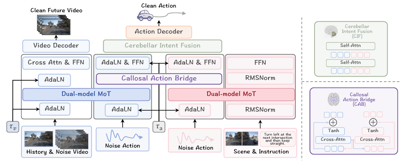 Architecture with a blue video/action pathway on the left, a pink semantic/action pathway on the right, a purple Callosal Action Bridge between action streams, and green Cerebellar Intent Fusion before the action decoder. Insets show cross-attention gates and fusion self-attention.