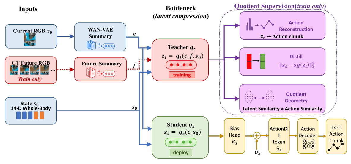 A teacher receives current-image and future-image summaries plus state, while a student receives only current-image summary and state. Purple training losses supervise the bottleneck; the student feeds an additive bias into action tokens.